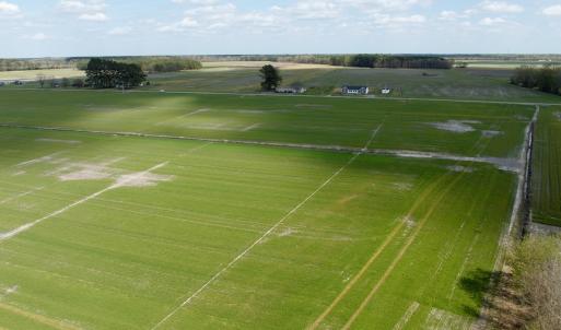 Photo #9 of  Off of Black Mingle Road, Gates, NC 82.0 acres