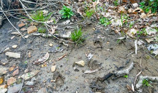 Photo #61 of 311 Dan River Rd, Meadows of Dan, VA 116.3 acres