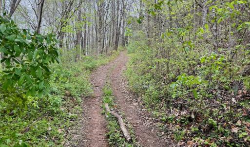 Photo #14 of 1297 Dry Creek Road, Blackwater, VA 50.5 acres