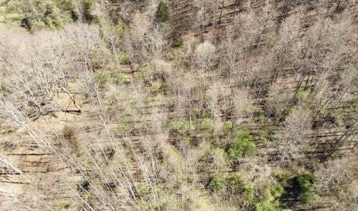 Photo #19 of 1297 Dry Creek Road, Blackwater, VA 50.5 acres