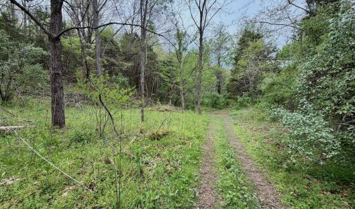 Photo #24 of 1297 Dry Creek Road, Blackwater, VA 50.5 acres