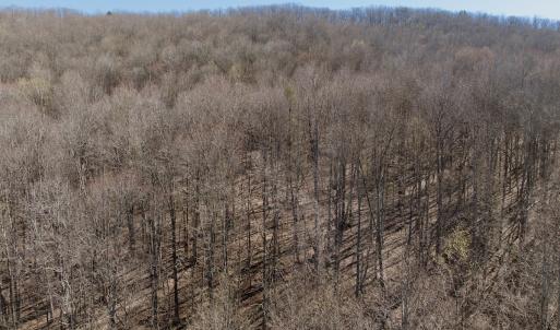 Photo #36 of 1297 Dry Creek Road, Blackwater, VA 50.5 acres