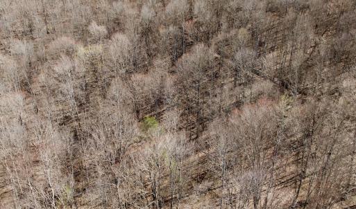 Photo #38 of 1297 Dry Creek Road, Blackwater, VA 50.5 acres