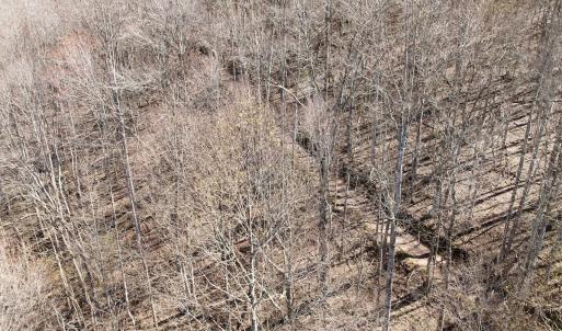 Photo #39 of 1297 Dry Creek Road, Blackwater, VA 50.5 acres