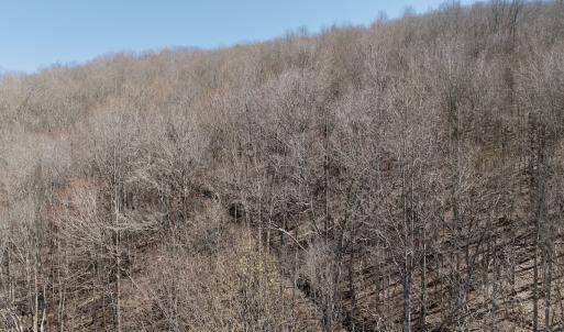 Photo #40 of 1297 Dry Creek Road, Blackwater, VA 50.5 acres