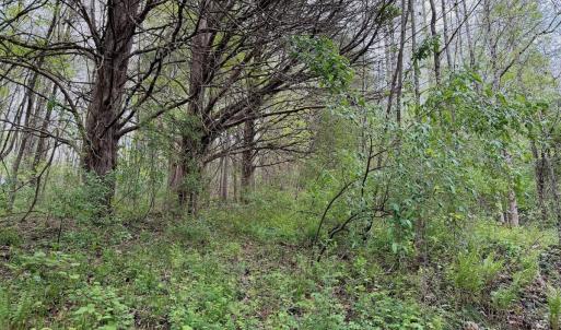 Photo #56 of 1297 Dry Creek Road, Blackwater, VA 50.5 acres