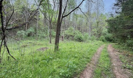 Photo #57 of 1297 Dry Creek Road, Blackwater, VA 50.5 acres