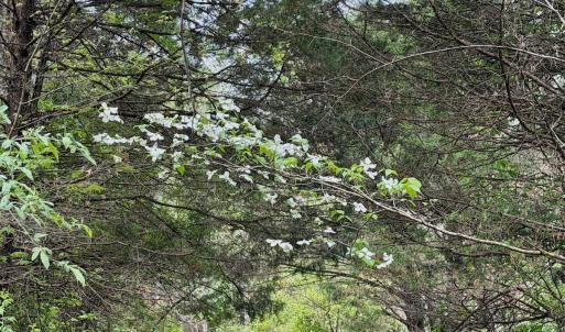 Photo #58 of 1297 Dry Creek Road, Blackwater, VA 50.5 acres