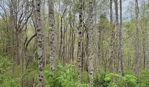 Photo #60 of 1297 Dry Creek Road, Blackwater, VA 50.5 acres