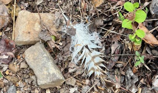 Photo #61 of 1297 Dry Creek Road, Blackwater, VA 50.5 acres