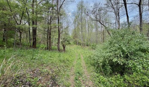 Photo #64 of 1297 Dry Creek Road, Blackwater, VA 50.5 acres