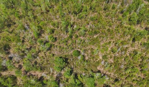 Photo #15 of Lot 6 Guinea Mill Rd, Ernul, NC 25.0 acres