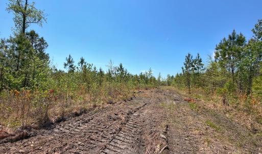 Photo #16 of Lot 6 Guinea Mill Rd, Ernul, NC 25.0 acres