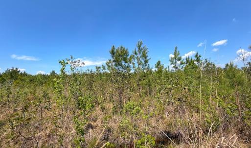 Photo #19 of Lot 6 Guinea Mill Rd, Ernul, NC 25.0 acres