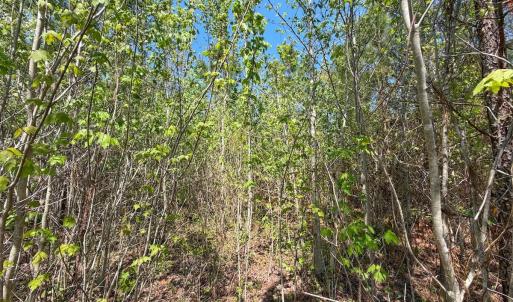 Photo #20 of Lot 6 Guinea Mill Rd, Ernul, NC 25.0 acres