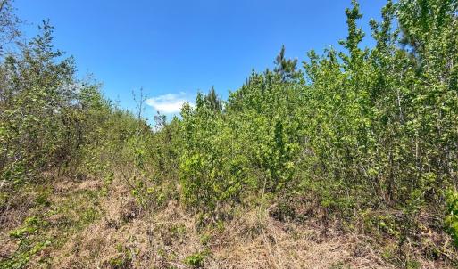 Photo #21 of Lot 6 Guinea Mill Rd, Ernul, NC 25.0 acres