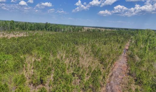 Photo #14 of Lot 7 Guinea Mill Rd, Ernul, NC 39.0 acres