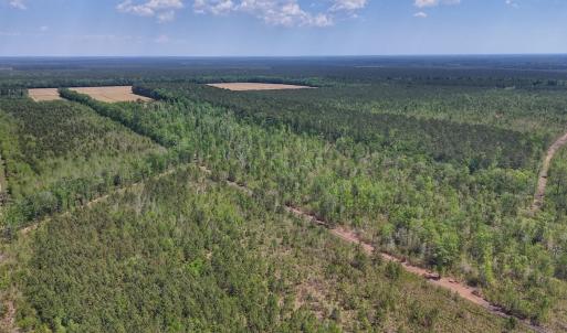 Photo #18 of Lot 7 Guinea Mill Rd, Ernul, NC 39.0 acres