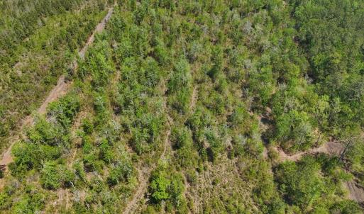 Photo #20 of Lot 7 Guinea Mill Rd, Ernul, NC 39.0 acres