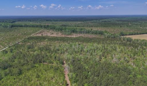 Photo #3 of Lot 7 Guinea Mill Rd, Ernul, NC 39.0 acres