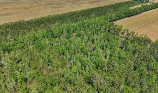 Photo #6 of Lot 7 Guinea Mill Rd, Ernul, NC 39.0 acres