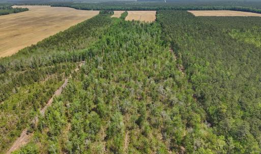 Photo #21 of Lot 7 Guinea Mill Rd, Ernul, NC 39.0 acres