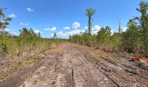 Photo #26 of Lot 7 Guinea Mill Rd, Ernul, NC 39.0 acres