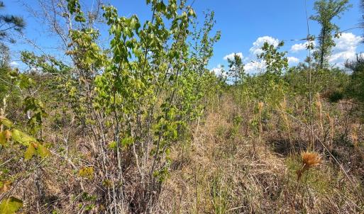 Photo #27 of Lot 7 Guinea Mill Rd, Ernul, NC 39.0 acres