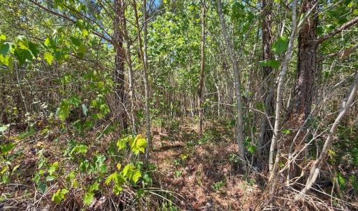 Photo #29 of Lot 7 Guinea Mill Rd, Ernul, NC 39.0 acres
