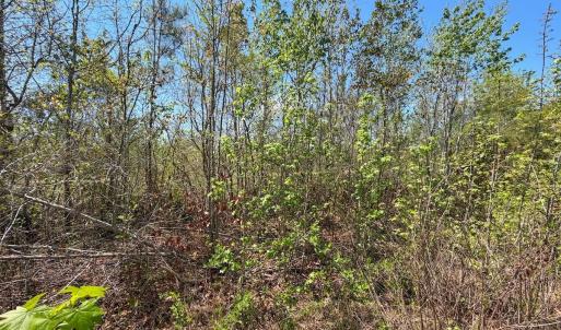 Photo #31 of Lot 7 Guinea Mill Rd, Ernul, NC 39.0 acres