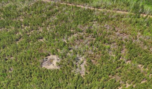 Photo #15 of Lot 12 Guinea Mill Rd, Ernul, NC 35.0 acres
