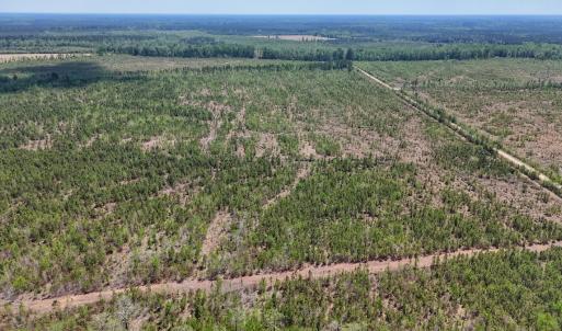 Photo #16 of Lot 12 Guinea Mill Rd, Ernul, NC 35.0 acres