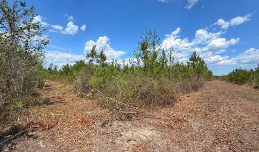 Photo #21 of Lot 12 Guinea Mill Rd, Ernul, NC 35.0 acres