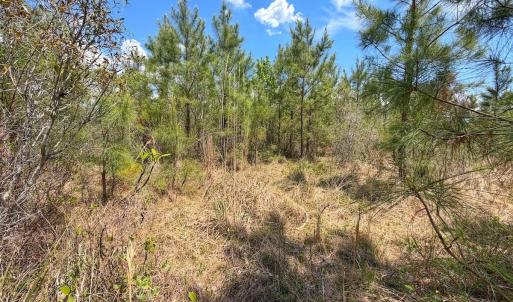 Photo #22 of Lot 12 Guinea Mill Rd, Ernul, NC 35.0 acres