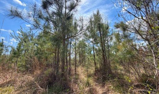 Photo #23 of Lot 12 Guinea Mill Rd, Ernul, NC 35.0 acres