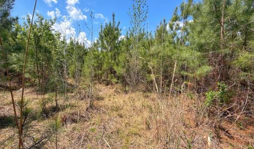 Photo #25 of Lot 12 Guinea Mill Rd, Ernul, NC 35.0 acres