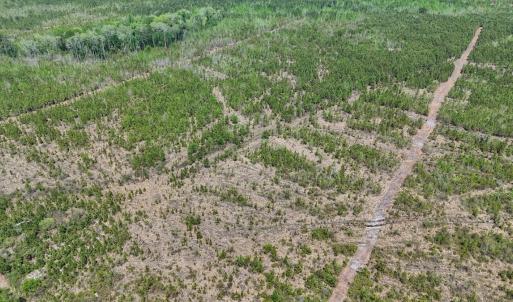 Photo #3 of Lot 12 Guinea Mill Rd, Ernul, NC 35.0 acres