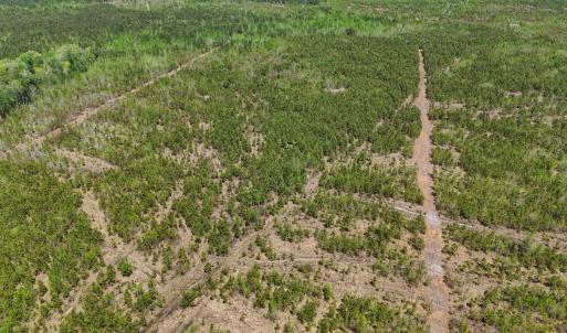 Photo #6 of Lot 12 Guinea Mill Rd, Ernul, NC 35.0 acres