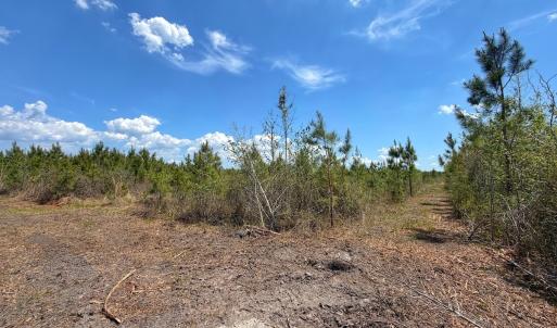 Photo #19 of Lot 13 Guinea Mill Rd, Ernul, NC 35.0 acres