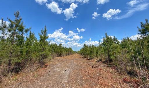 Photo #21 of Lot 13 Guinea Mill Rd, Ernul, NC 35.0 acres