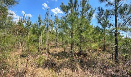 Photo #22 of Lot 13 Guinea Mill Rd, Ernul, NC 35.0 acres