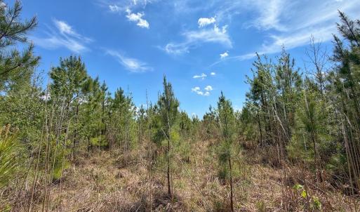 Photo #23 of Lot 13 Guinea Mill Rd, Ernul, NC 35.0 acres