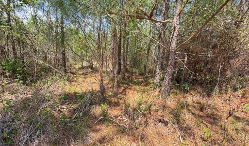 Photo #26 of Lot 13 Guinea Mill Rd, Ernul, NC 35.0 acres