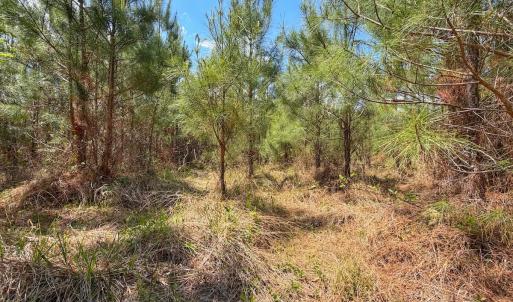 Photo #27 of Lot 13 Guinea Mill Rd, Ernul, NC 35.0 acres