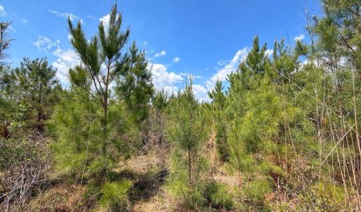 Photo #28 of Lot 13 Guinea Mill Rd, Ernul, NC 35.0 acres