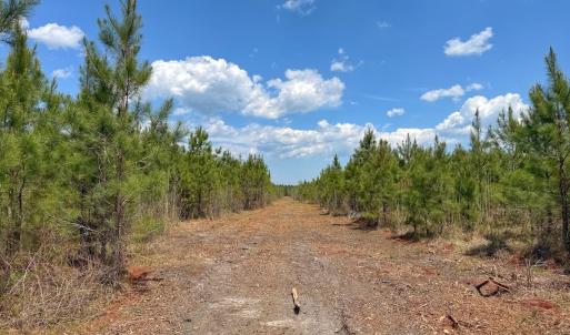 Photo #29 of Lot 13 Guinea Mill Rd, Ernul, NC 35.0 acres