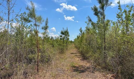 Photo #30 of Lot 13 Guinea Mill Rd, Ernul, NC 35.0 acres