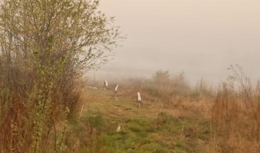 Photo #13 of Off of Durwood Evans Rd. , Beulaville, NC 174.7 acres