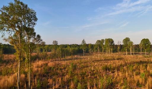 Photo #26 of Off of Durwood Evans Rd. , Beulaville, NC 174.7 acres