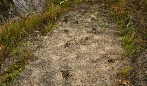 Photo #31 of Off of Durwood Evans Rd. , Beulaville, NC 174.7 acres